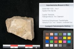 Foto (Objekt + Etikett) von Aspidium filix mas Sw. (NHMW-GEO-2024-0188-11333)